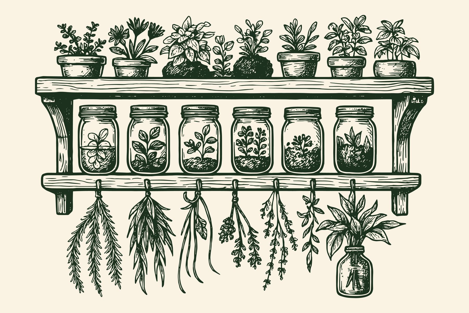Apothecary shelf with jars and hanging herbs